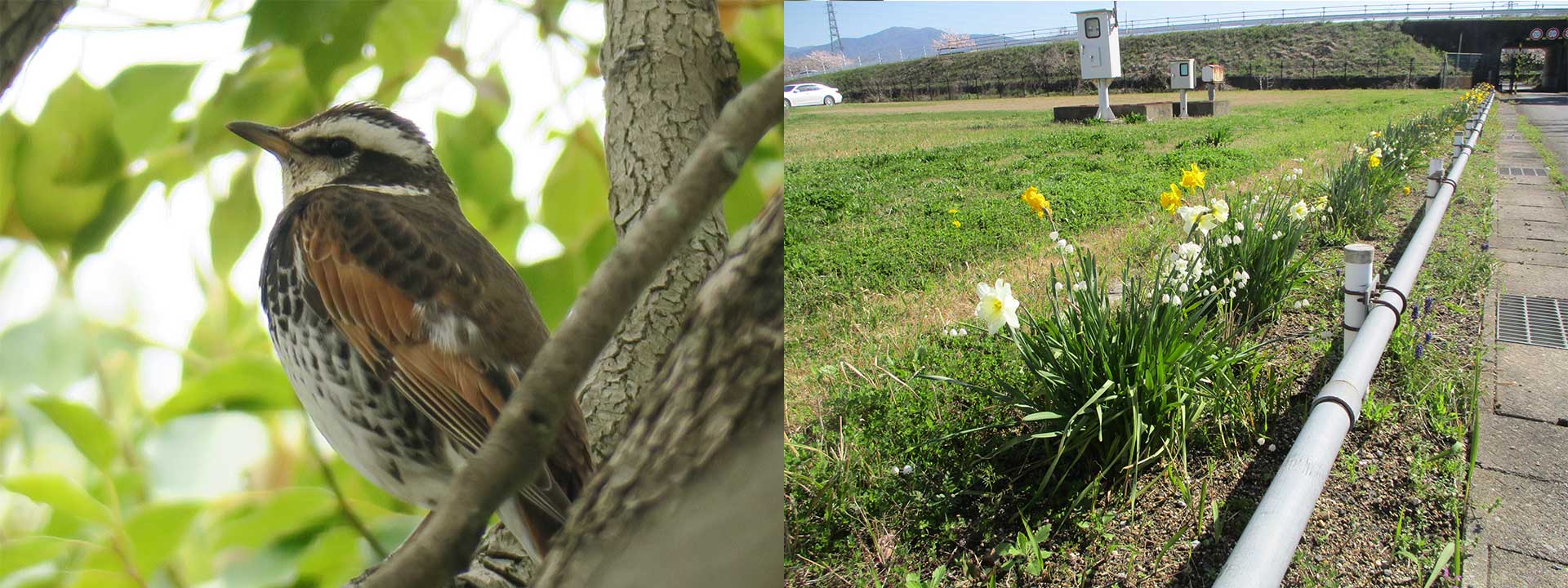 クリーンアップ活動